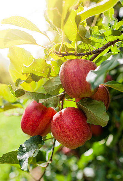 pommes rouges sur une branche - red delicious apple apple fruit vertical photos et images de collection