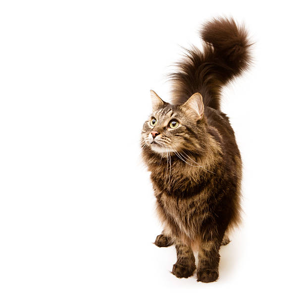 Maine Coon mix cat stock photo