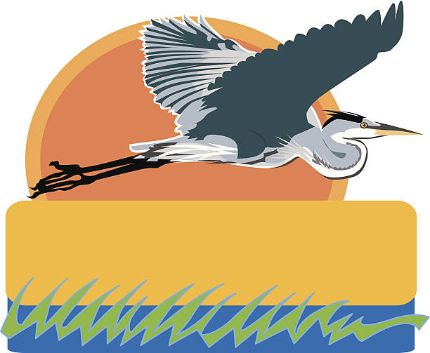 flying heron Heron flies low across a sunset marsh water bird illustrations stock illustrations