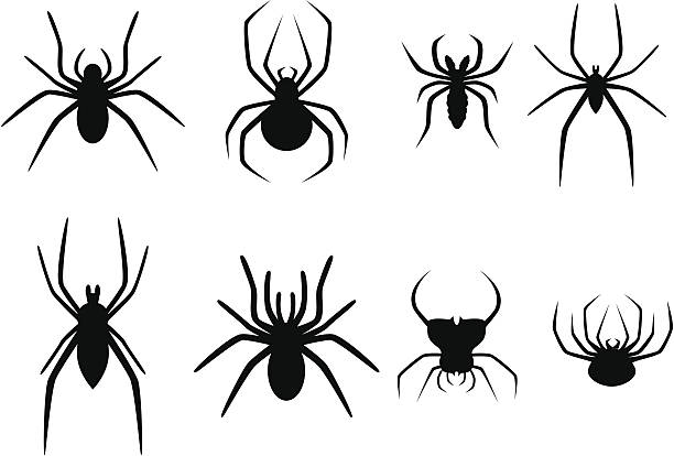 Silhouettes of spider vector art illustration