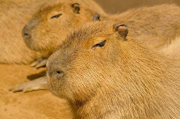 Capybaras się w słońcu – zdjęcie