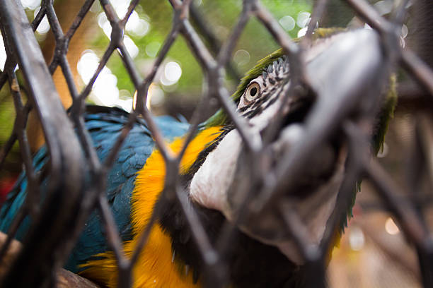 Closeup of a colored parrot trying to escape from his cage