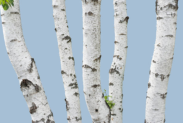 Birch trunks (isolated) stock photo