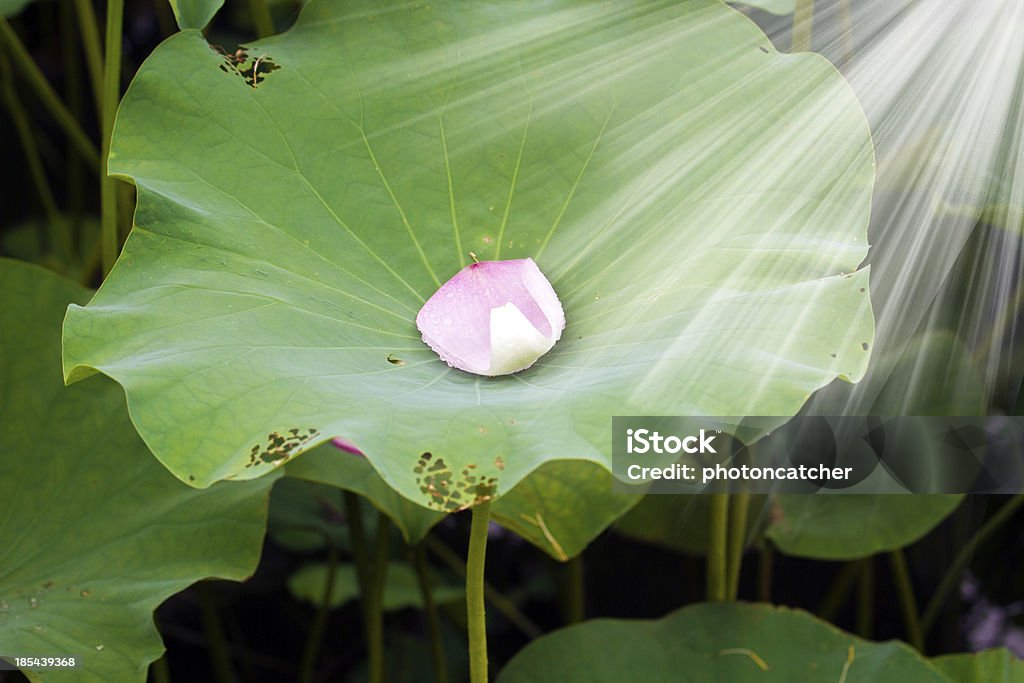 lotus-petal - Lizenzfrei Aquatisches Lebewesen Stock-Foto