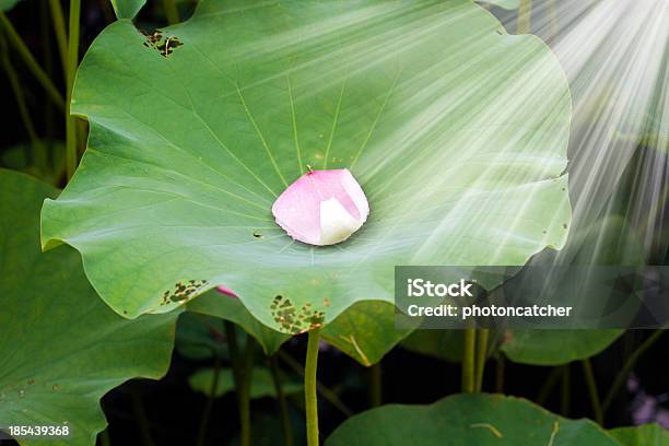 Lotus Petal — стоковые фотографии и другие картинки Белый - Белый, Близко к, Близость