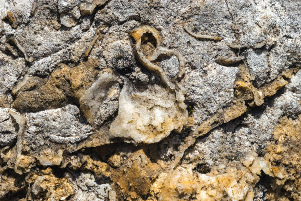 istock Grunge textured abstract background with fossils and minerals inclusions 1854393972