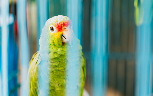 Scarlet Macaw profile portrait.