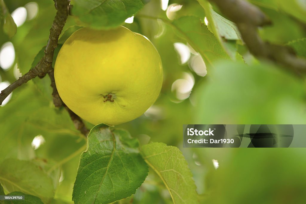 Желтый яблоки - Стоковые фото Дерево роялти-фри
