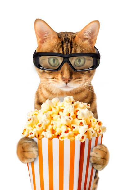 istock Funny Bengal cat in 3D stereo glasses eats popcorn in the cinema 1854401596