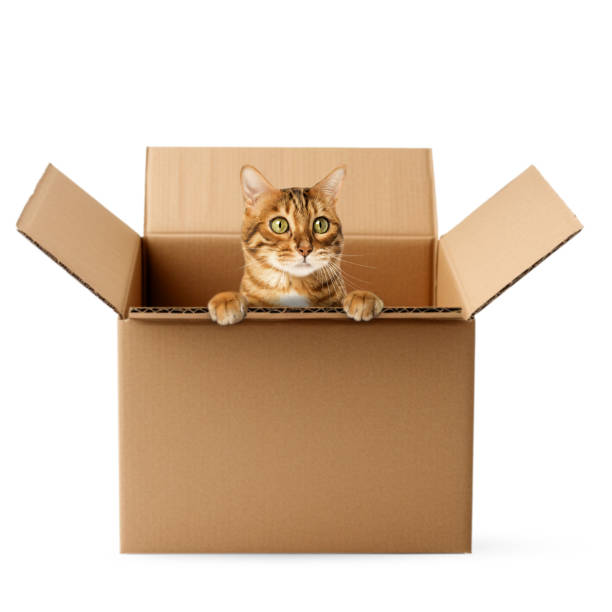 istock Cute Bengal cat sitting in a cardboard box. 1854401602