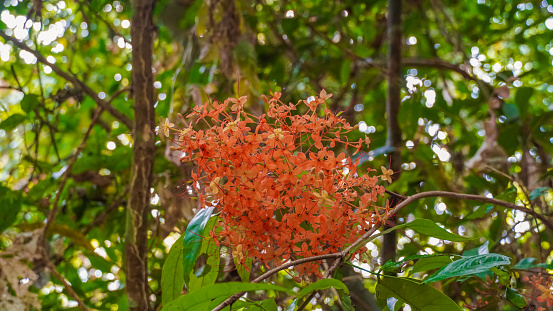 Colorful orange and yellow blooms of Saraca asoca, Saraca indica Linn, on tree.