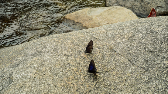 butterfly on the stone. Butterfly on rock and a hard place