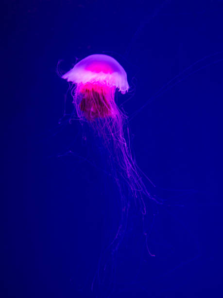 istock Cyanea capillata. Lion's mane jellyfish 1854414347