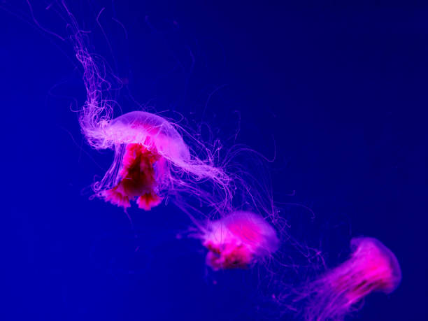 istock Cyanea capillata. Lion's mane jellyfish 1854414348