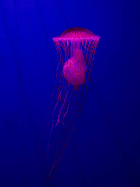 istock Chrysaora pacifica jellyfish. Japanese sea nettle 1854414353