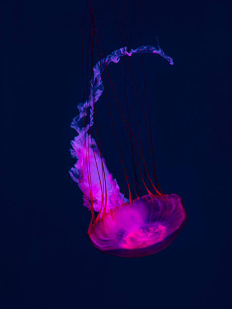 istock Chrysaora fuscescens. Pacific sea nettle 1854414378