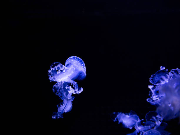 phyllorhiza punctata. белопятнистая медуза. австралийская пятнистая медуза - white spotted jellyfish фотографии стоковые фото и изображения
