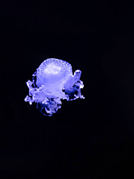 phyllorhiza punctata. белопятнистая медуза. австралийская пятнистая медуза - white spotted jellyfish фотографии стоковые фото и изображения