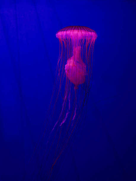istock Chrysaora pacifica jellyfish. Japanese sea nettle 1854421965