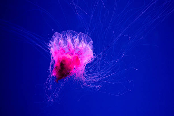 istock Cyanea capillata. Lion's mane jellyfish 1854421968