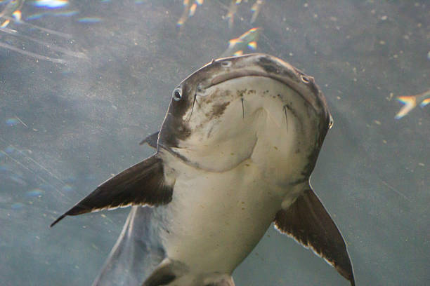 istock Giant Catfish (Pangasianodon gigas) photographed in an aquarium 185442479