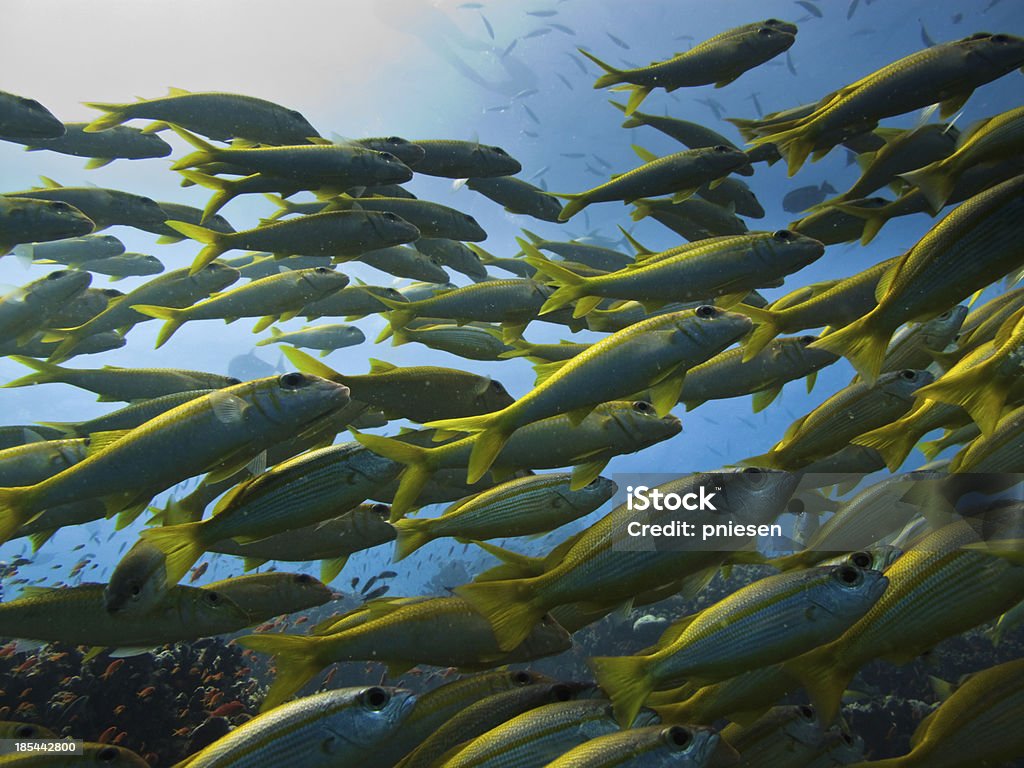 Pesce chirurgo coda gialla passando sulla Grande barriera corallina, Australia - Foto stock royalty-free di Branco di pesci