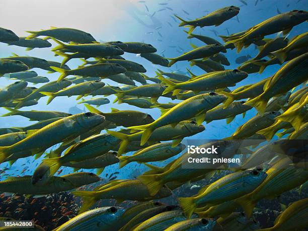 Pesce Chirurgo Coda Gialla Passando Sulla Grande Barriera Corallina Australia - Fotografie stock e altre immagini di Branco di pesci