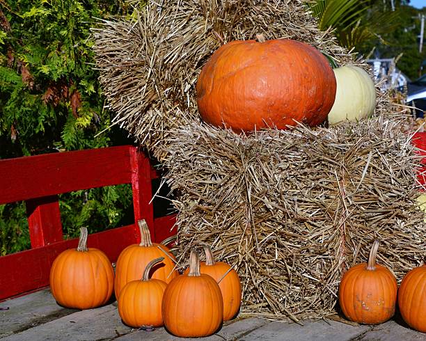 Orange pumpkins