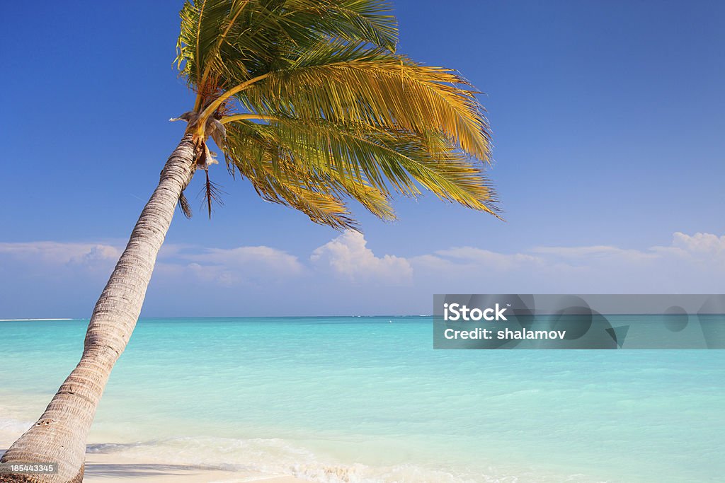 Doskonały Tropikalna Plaża - Zbiór zdjęć royalty-free (Ameryka Łacińska)