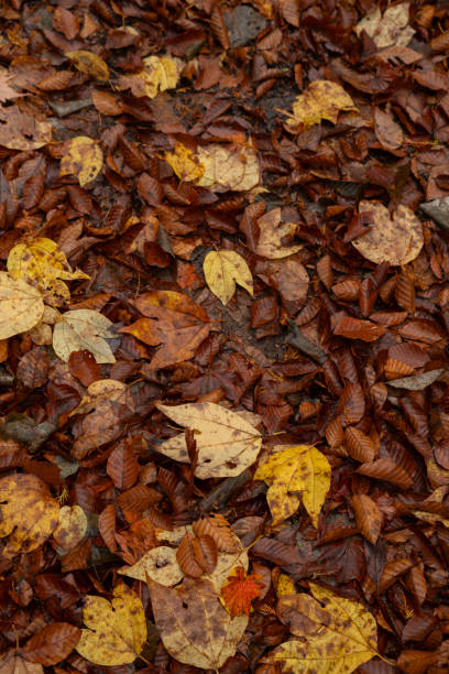 istock Beautiful autumn leaves at your feet 1854433563