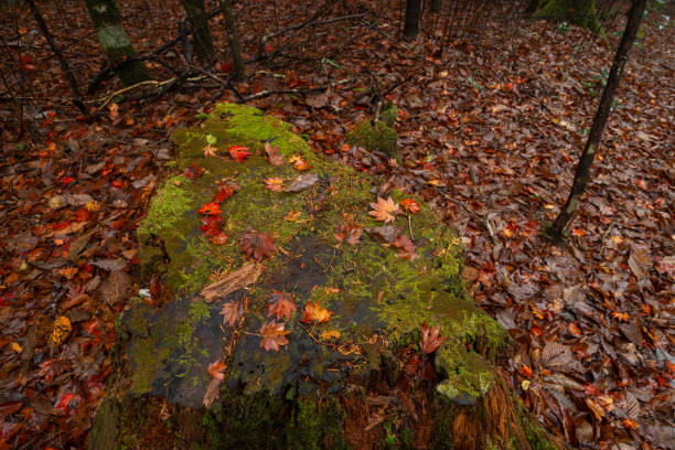 Beautiful autumn leaves at your feet