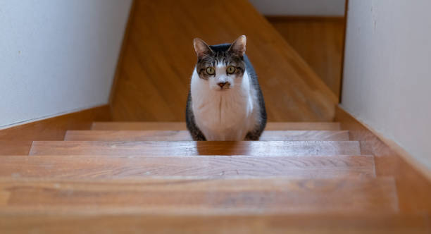 cat sitting on the stairs