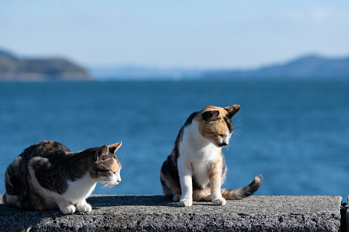 Two calico cats relaxing on the embankment