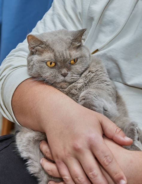 istock Beautiful Lilac British Cat Being Held by Hands in a Cozy Home Setting 1854439039