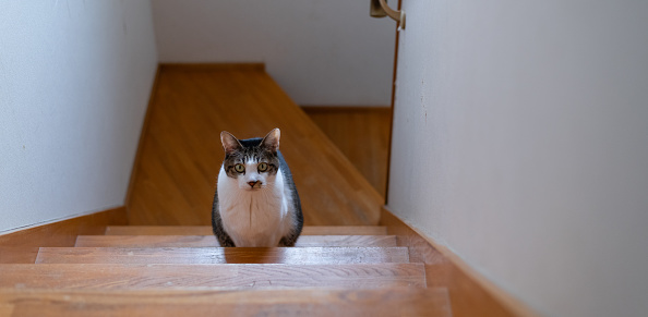 cat sitting on the stairs
