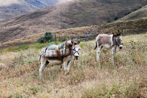 donkey and foal waiting for trekking