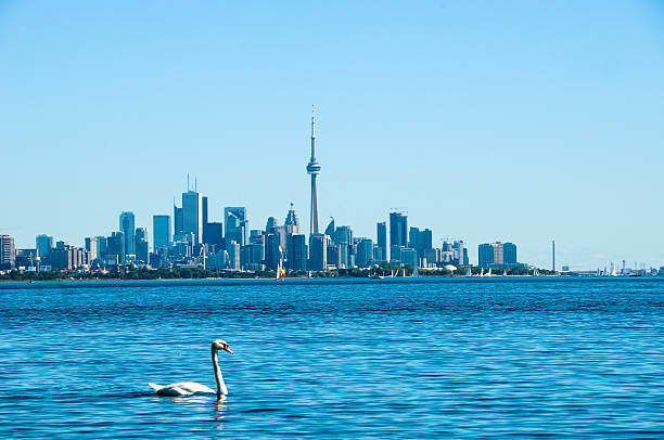 istock swan and blue city 185444955