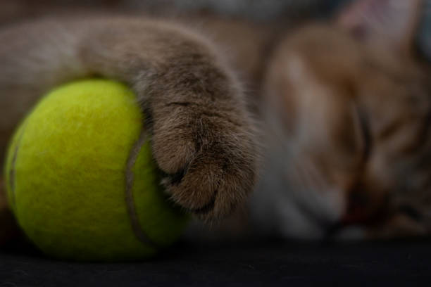 sleeping cat holding a tennis ball