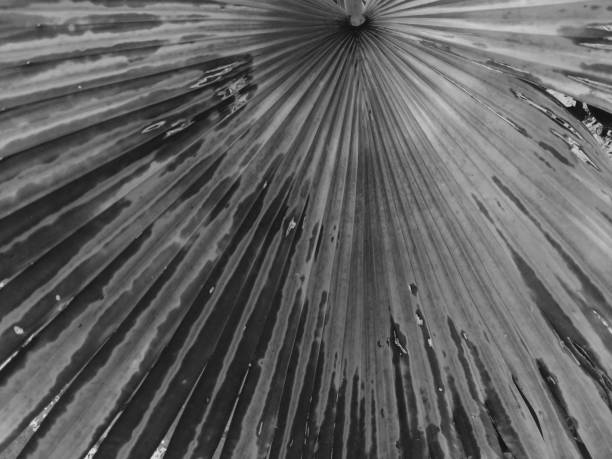 istock Black and white tropical leaves 1854454071
