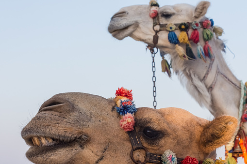 two colorful decorated camels looking to the side at the beach and sea in egypt