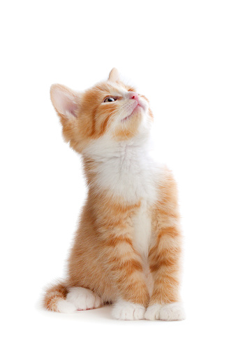 Cute orange kitten looking up isolated on white.