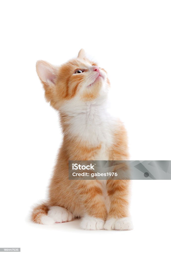 A cute orange kitten looking up on a white background Cute orange kitten looking up isolated on white. Domestic Cat Stock Photo