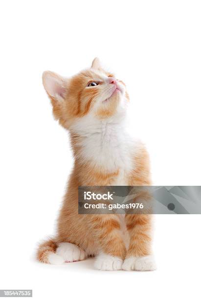 A Cute Orange Kitten Looking Up On A White Background Stock Photo - Download Image Now