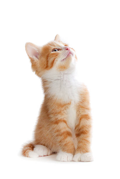 fofo laranja filhote de gato olhando para cima sobre um fundo branco. - kitten imagens e fotografias de stock