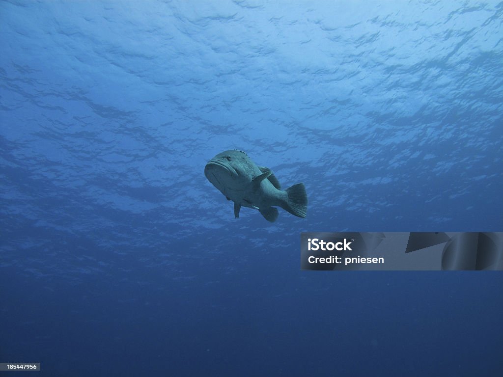 Unterwasser Blick auf den riesigen Potatoe Cod, Great Barrier Reef-Australien - Lizenzfrei Alter Erwachsener Stock-Foto