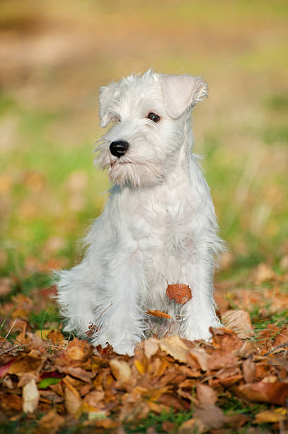 istock White Miniature Schnauzer puppy 185448033