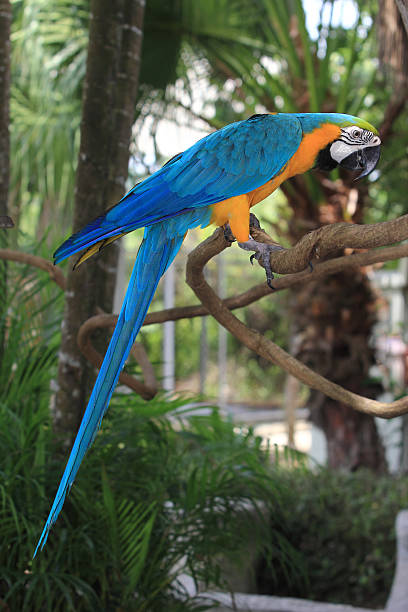 bird parrot bird sitting on the perch richie mccaw stock pictures, royalty-free photos & images