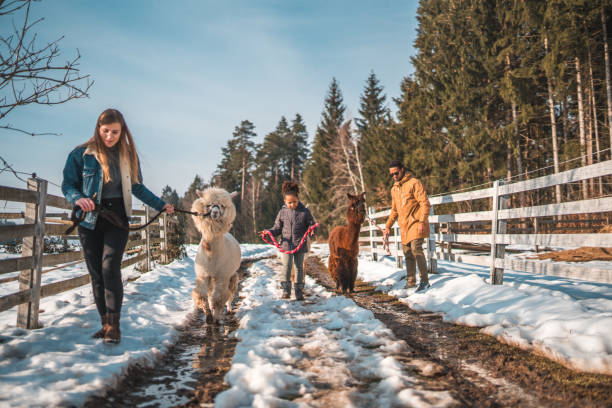 istock Mixed Race Family at a Farm with Alpacas 1854496966