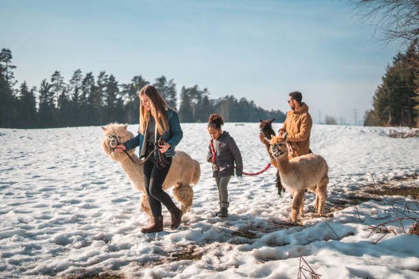 istock Multicultural Family with Adorable Alpacas 1854496972
