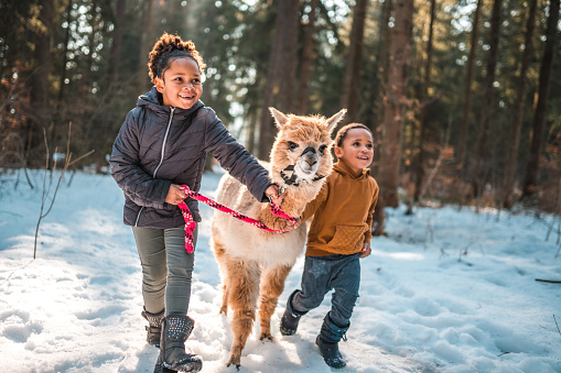 Winter activities, outdoors shot of two mixed race siblings during an adventure. They are having fun in the snowy day, while walking a white alpaca.